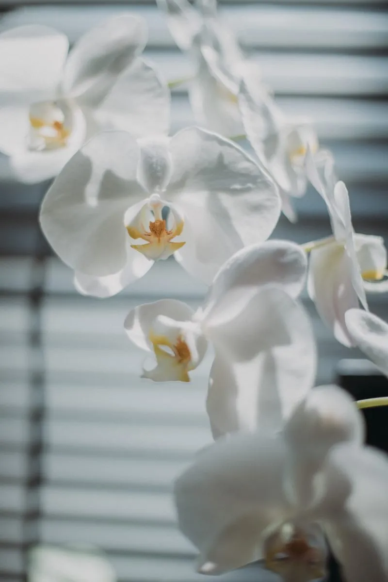 DCP-Snaps专辑写真